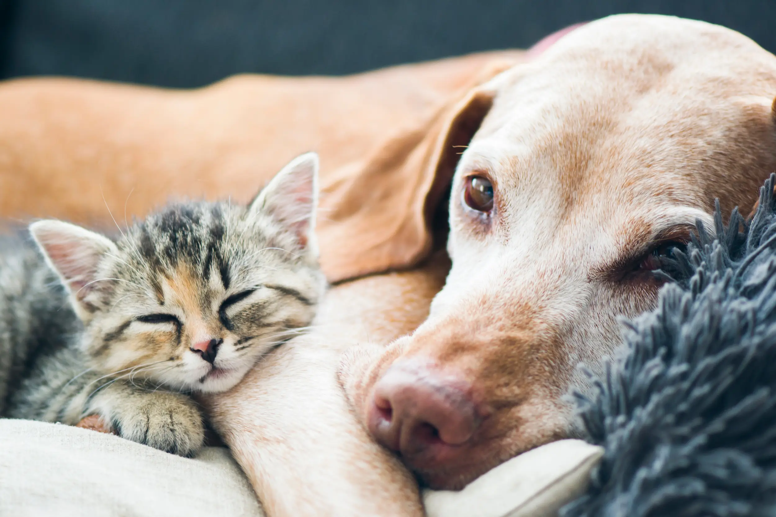 Integrating Nutritional Assessment into Geriatric Pet Care: A Clinical Framework for Vets